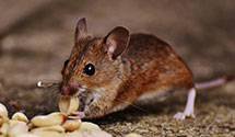 24 Hour & Emergency Exterminators in Hillsborough, NC
